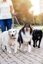 Dog Health & Wellness Products